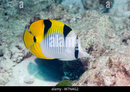 Saddleback médiocre (Chaetodon falcula) la mer d'Andaman, Thaïlande Banque D'Images