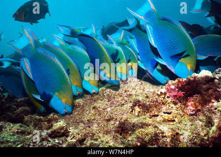 Greenthroat ou Singapour poisson perroquet (Scarus prasiognathus), grande école de mâles terminaux pâturage sur les rochers couverts d'algues, la mer d'Andaman, en Thaïlande. Banque D'Images