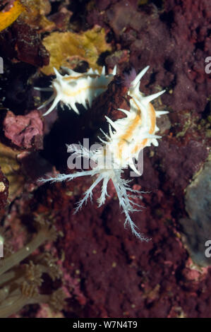 Concombre de mer Jaune (Colochirus robustus) alimentation, Rinca, le Parc National de Komodo, Indonésie Banque D'Images