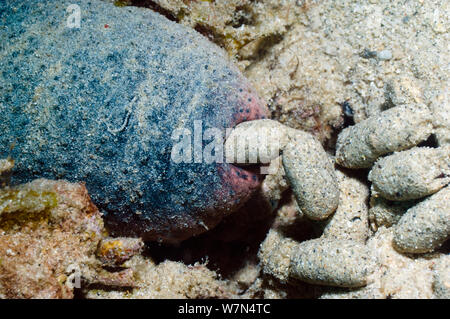 Concombre de mer comestibles (Holothuria edulis) Extrusion de sable, Manado, nord de Sulawesi, Indonésie Banque D'Images