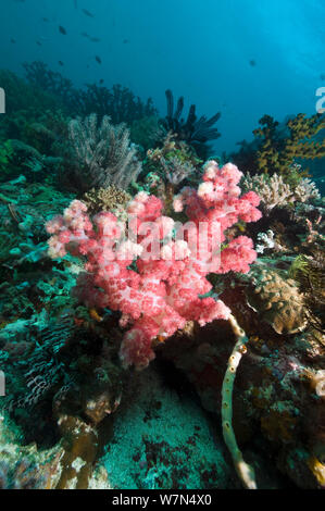 Soft coral (Dendronephthya sp.) sur le récif de corail., Rinca, le Parc National de Komodo, Indonésie Banque D'Images