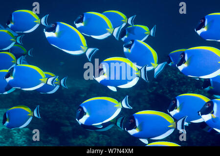 Poisson Chirurgien bleu poudre (Acanthurus leucosternon), grande école de natation, la mer d'Andaman, Thaïlande Banque D'Images