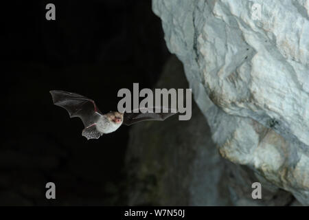 De Natterer (Myotis nattereri) en vol, laissant cave roost à nourrir la nuit. France, Europe, août. Banque D'Images