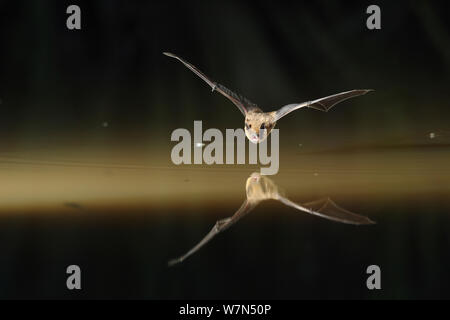 Pipistrelle commune (Pipistrellus pipistrellus) bat en vol au-dessus de l'eau, ouvrir la bouche pour émettre des appels. écholocation France, Europe, août. Banque D'Images