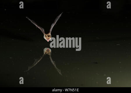 La Bat (Bechstein Myotis bechsteinii) volant bas au-dessus de l'eau, ouvrir la bouche pour émettre des appels. écholocation France, Europe, juillet. Banque D'Images