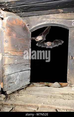 Moindre rhinolophes (Rhinolophus hipposideros) voler dans l'espace de grenier d'un bâtiment. France, Europe, août. Banque D'Images