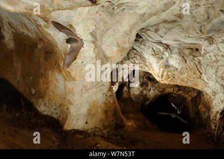 Les chauves-souris de Bechstein (Myotis bechsteinii) en vol dans la grotte. France, Europe, août. Banque D'Images