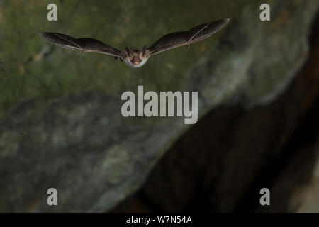 La Bat (Bechstein Myotis bechsteinii) en vol dans la grotte, pour ouvrir la bouche pour émettre des appels. écholocation France, Europe, septembre. Banque D'Images