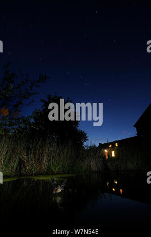 À vibrisses (Myotis mystacinus) en vol au-dessus de l'eau potable, faible en vol. France, Europe, août. Banque D'Images