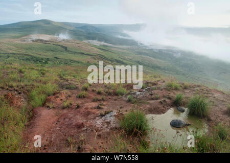 Volcan Alcedo tortues géantes (Chelonoidis nigra vandenburghi) se vautrer dans la boue, peut-être piscine pour la thermorégulation ou à dissuader les parasites, et misty nuages sur la montagne, l'île Isabela, Galapagos Banque D'Images