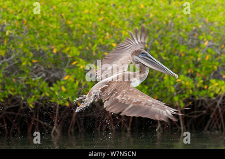 Pélican brun (Pelecanus occidentalis) en vol contre les mangroves. L'île de Santa Cruz, Galapagos, Equateur, juin. Banque D'Images