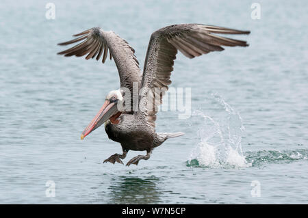 Pélican brun (Pelecanus occidentalis) l'atterrissage sur l'eau. L'île de Santa Cruz, Galapagos, Equateur, juin. Banque D'Images