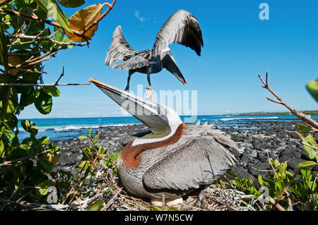 Pélican brun (Pelecanus occidentalis) sur son nid œufs en incubation avec plage et d'oiseau en vol. L'île de Santa Cruz, Galapagos, Equateur, juin. Banque D'Images