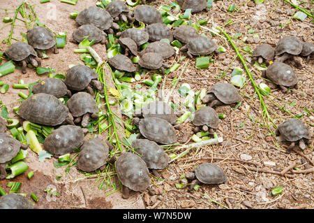 Tortue géante de l'île de la hotte (Chelonoidis nigra) hoodensis awaitng jeunes élevés en captivité communiqué retour sur leur île d'origine, l'île de Santa Cruz, Galapagos, Equateur, novembre 2008 Banque D'Images