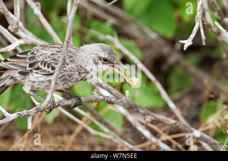 Espanola /Hood mockingbird (Mimus macdonaldi) se nourrissant de Cordia lutea berry, l'île d'Espanola, Galapagos Banque D'Images