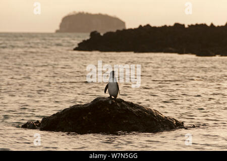 Mandiculus des Galapagos (Spheniscus) debout sur la petite île côtière. En voie de disparition. L'île Isabela, Galapagos, Equateur, juin. Banque D'Images