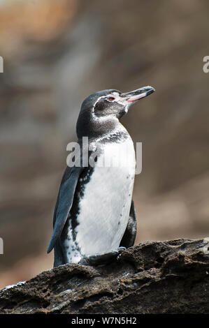 Mandiculus des Galapagos (Spheniscus) portrait. En voie de disparition. L'île Isabela, Galapagos, Equateur, juin. Banque D'Images