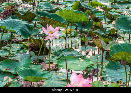 Belle jolie rose fleur de lotus blanche feuilles vertes dans l'étang de l'été jour ensoleillé chaud Banque D'Images