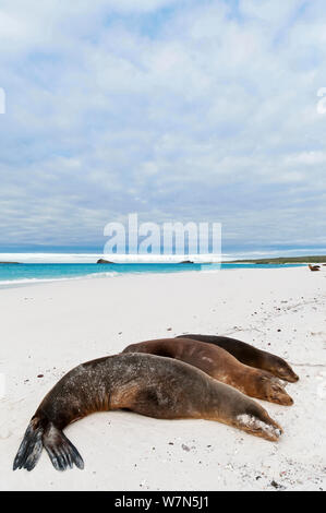 Le lion de mer Galapagos (Zalophus wollebaeki) réation sur plage de sable. En voie de disparition. L'île d'Espanola, Galapagos, Equateur, juin. Banque D'Images