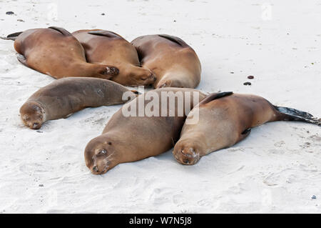 Le lion de mer Galapagos (Zalophus wollebaeki) reposant sur le sable de la plage. En voie de disparition. L'île d'Espanola, Galapagos, Equateur, juin. Banque D'Images