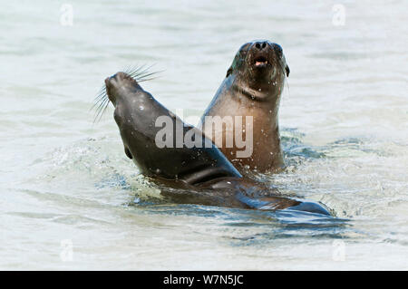 Le lion de mer Galapagos (Zalophus wollebaeki) combats dans l'eau peu profonde. En voie de disparition. L'île d'Espanola, Galapagos, Equateur, juin. Banque D'Images