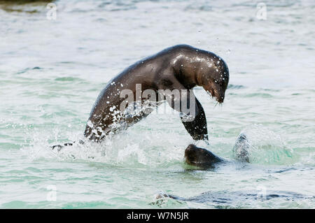 Le lion de mer Galapagos (Zalophus wollebaeki) jouant dans l'eau peu profonde. En voie de disparition. L'île d'Espanola, Galapagos, Equateur, juin. Banque D'Images