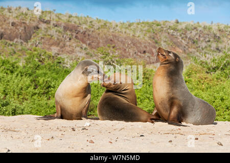 Le lion de mer Galapagos (Zalophus wollebaeki) d'interagir sur la plage. En voie de disparition. Îles Galapagos, Equateur, juin. Banque D'Images