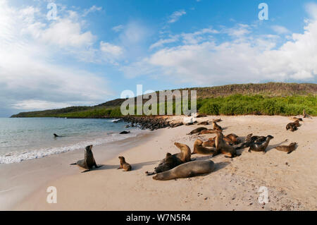 Lion de mer Galapagos (Zalophus wollebaeki) colonie se reposant sur la plage. En voie de disparition. Îles Galapagos, Equateur, juin. Banque D'Images