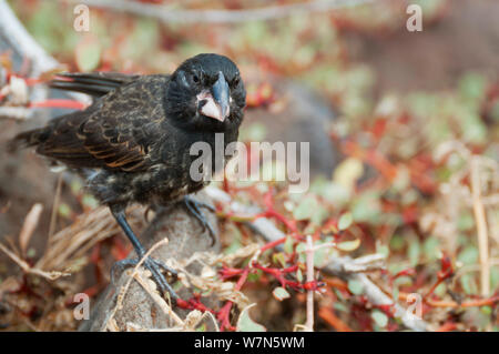 Grand finch (Geospiza conirostris cactus). L'île d'Espanola, îles Galapagos, Equateur, mai. Banque D'Images