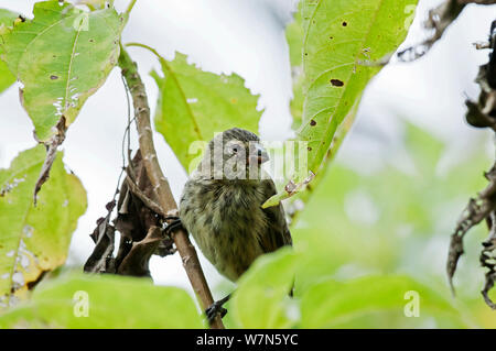 Arbre moyen finch (Camarhynchus pauper) entre les feuilles. L'île de Floreana, Galapagos, Equateur, juin. Banque D'Images