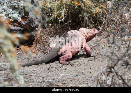 Iguana (Conolophus marthae rose) Vue arrière, l'île Isabela, Galapagos, espèces en danger critique d'extinction Banque D'Images