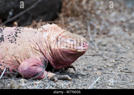 Iguana (Conolophus marthae rose) de l'île Isabela, Galapagos, espèces en danger critique d'extinction Banque D'Images