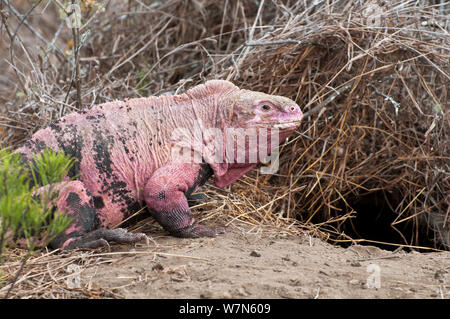 Iguana (Conolophus marthae rose) de l'île Isabela, Galapagos, espèces en danger critique d'extinction Banque D'Images