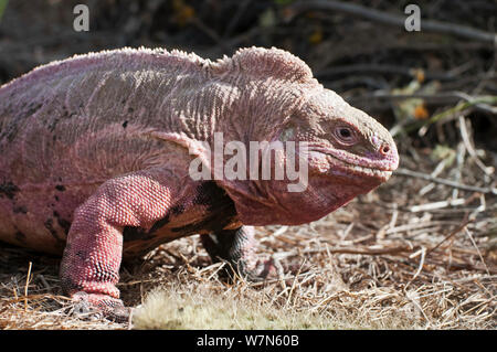 Iguana (Conolophus marthae rose) de l'île Isabela, Galapagos, espèces en danger critique d'extinction Banque D'Images