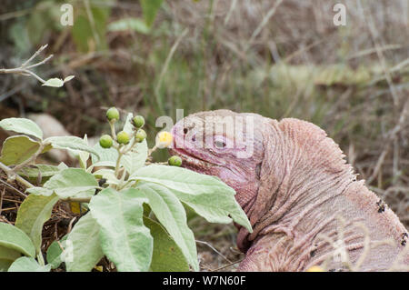 Iguana (Conolophus marthae rose), l'alimentation de l'île Isabela, Galapagos, espèces en danger critique d'extinction Banque D'Images