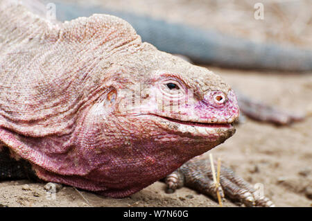 Iguana (Conolophus marthae rose) de l'île Isabela, Galapagos, espèces en danger critique d'extinction Banque D'Images