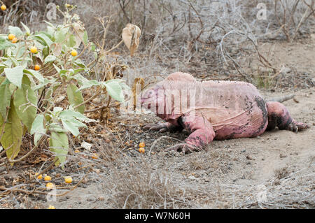 Iguane terrestre des Galapagos Pink (Conolophus marthae) l'alimentation, de l'île Isabela, Galapagos, espèces en danger critique d'extinction Banque D'Images