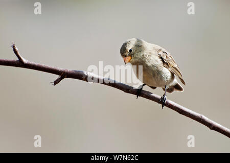 Petit arbre finch (Camarhynchus parvulus) perché. Îles Galapagos, Equateur, novembre. Banque D'Images