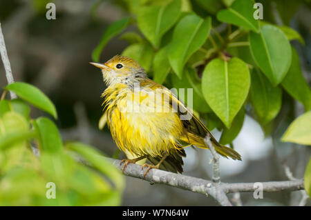 La paruline jaune (Dendroica petechia) femmes en rivage manzanillo arbre juste après le bain dans l'eau de mer, Playa Ochoa, San Cristobal Island, îles Galapagos, Equateur, juin. Banque D'Images