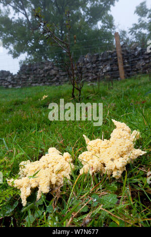 (Myxomycète Mucilago Crustacea) à l'étape de son cycle de Plasmodium, trouvés dans le coin d'un champ sur l'herbe mouillée. Parc national de Peak District, Derbyshire, Royaume-Uni, septembre. Banque D'Images