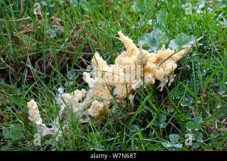 (Myxomycète Mucilago Crustacea) à l'étape de son cycle de Plasmodium, trouvés dans le coin d'un champ sur l'herbe mouillée. Parc national de Peak District, Derbyshire, Royaume-Uni, septembre. Banque D'Images