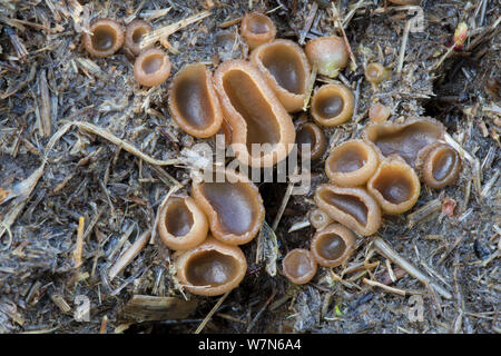 Dung Tasse (Peziza vesiculosa) fructifications fongiques qui poussent sur le fumier de cheval. Le Derbyshire, UK, avril. Banque D'Images