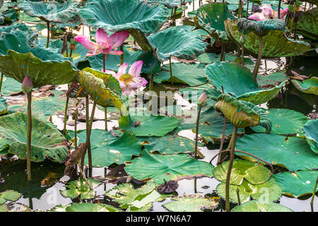 Belle jolie rose fleur de lotus blanche feuilles vertes dans l'étang de l'été jour ensoleillé chaud Banque D'Images