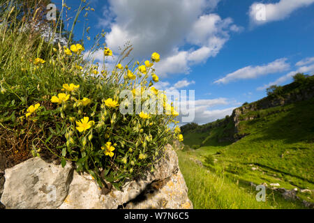 (Helianthemum nummularium ciste commune) à partir de la floraison de l'affleurement calcaire carbonifère. Dale Lathkill National Nature Reserve, Peak District National Park, Royaume-Uni, juin. Banque D'Images