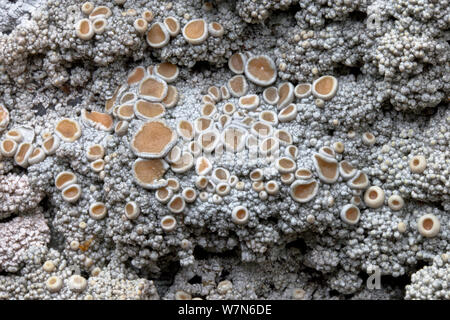 Cudbear Ochrolechia tartarea (Lichen) croissant sur la roche de quartzite. Le Parc National de Cairngorms, Grampian Mountains, Écosse, Royaume-Uni, février. Banque D'Images