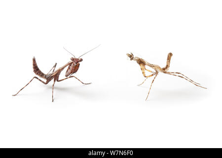 L'aile des bourgeons (Mantis) Parasphendale affinis (juvénile à gauche) à côté de la peau remise récemment (à droite), sur un fond blanc. Captive, originaires d'Afrique. Banque D'Images