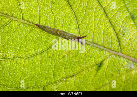 Purple Emperor chenille de papillon (Apatura iris), camouflée contre la veine de feuille. Captive, UK. Banque D'Images