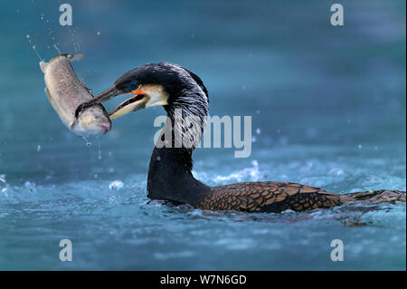 La capture d'un Cormorant commune de fontaine (Phalacrocorax carbo) captive, Alsace, France. Banque D'Images