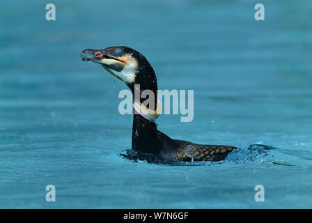 Les Cormorant (Phalacrocorax carbo) attraper une anguille européenne (Anguilla anguilla) captive, Alsace, France. Banque D'Images