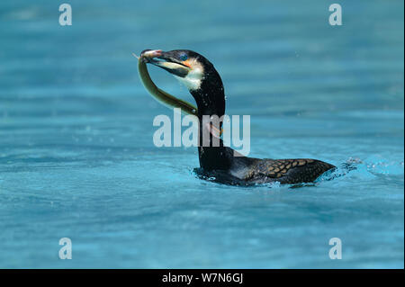 Les Cormorant (Phalacrocorax carbo) attraper une anguille européenne (Anguilla anguilla) captive, Alsace, France. Banque D'Images